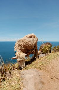 Peru Sheep