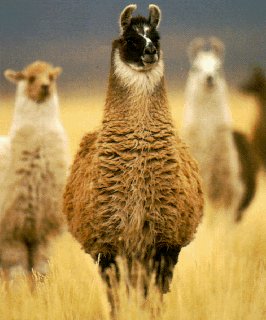 Llamas in Lake Pozuelos, Argentina.