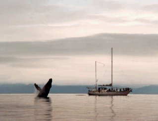 Whale-watching from the Island Roamer.