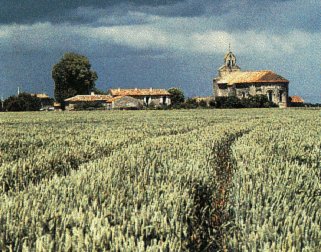 The fields of Andalusia.