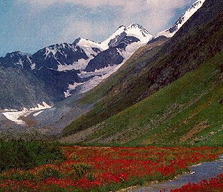 Glaciers meet the taiga in the Altai Range.