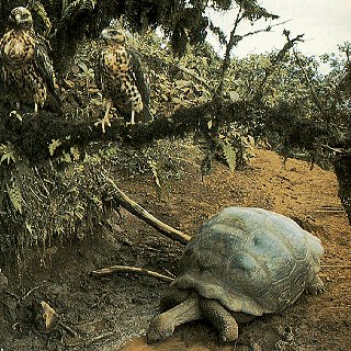 One of the giant tortoises of the Galapagos.