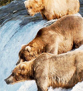 Brown bears at Katmai National Park.