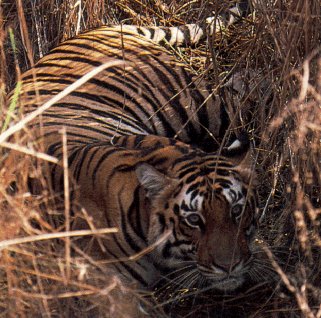 Search for the elusive Bengal tiger.