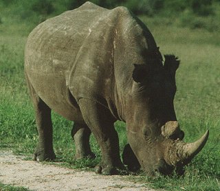 One of Zimbabwe's rare rhinos.